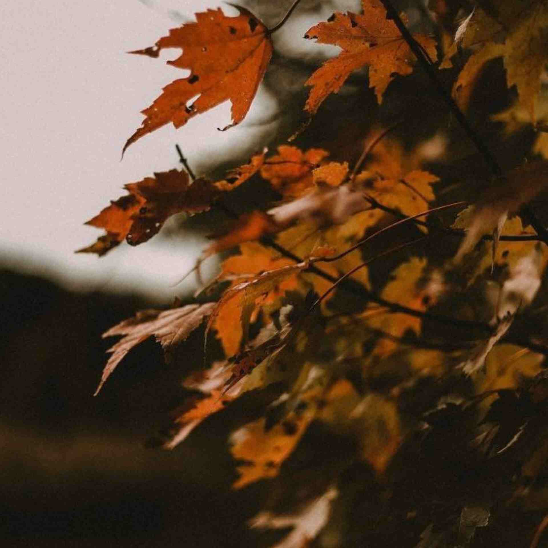 آهنگ جدید سنا برزنجی  جا برو